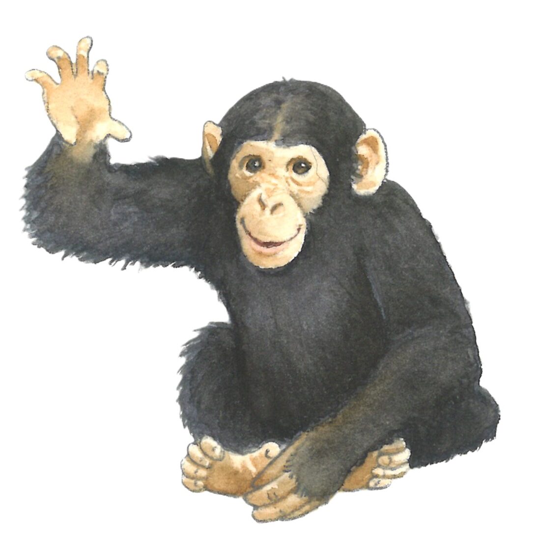 Coppenrath_Zoo_10_.jpg